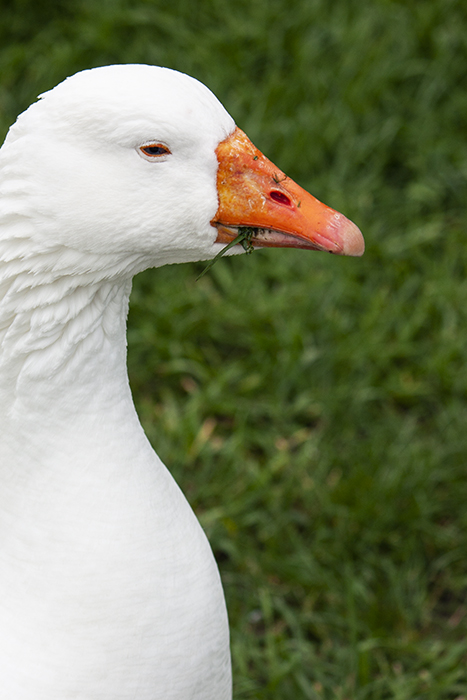 portrait of a white goose on grass