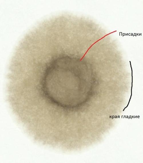 Проверка моторного масла методом масляного пятна.